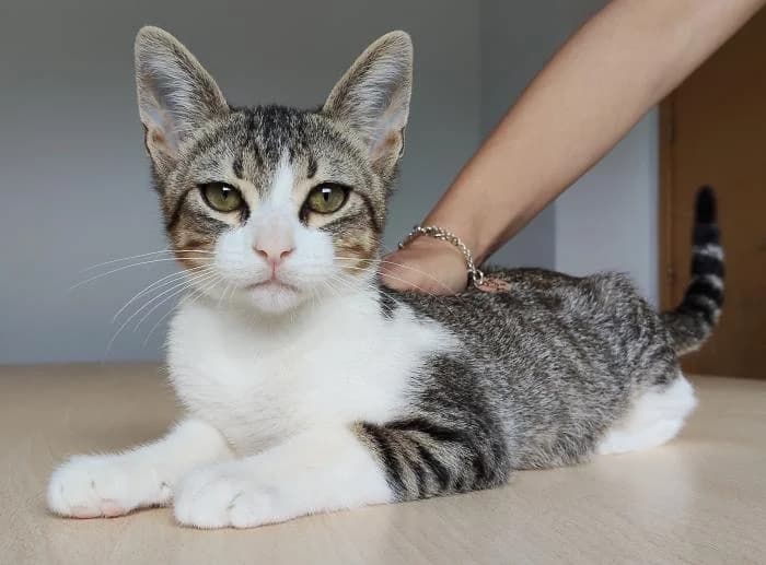 Cairo, male young mixed breed for adoption at Protectora Oriolana