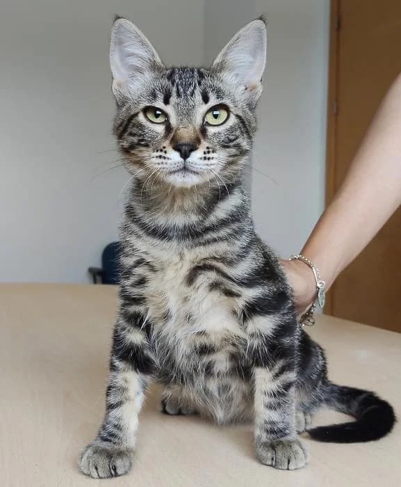 Congo, male young mixed breed for adoption at Protectora Oriolana