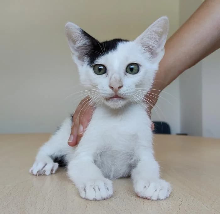 Abelino, male young mixed breed for adoption at Protectora Oriolana