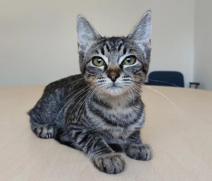 Bonny, female young mixed breed for adoption at Protectora Oriolana