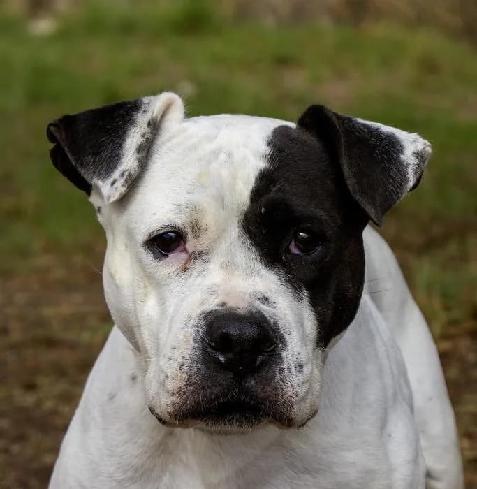 Jana, female 7yo Staffordshire Bull Terrier for adoption at Protectora Oriolana