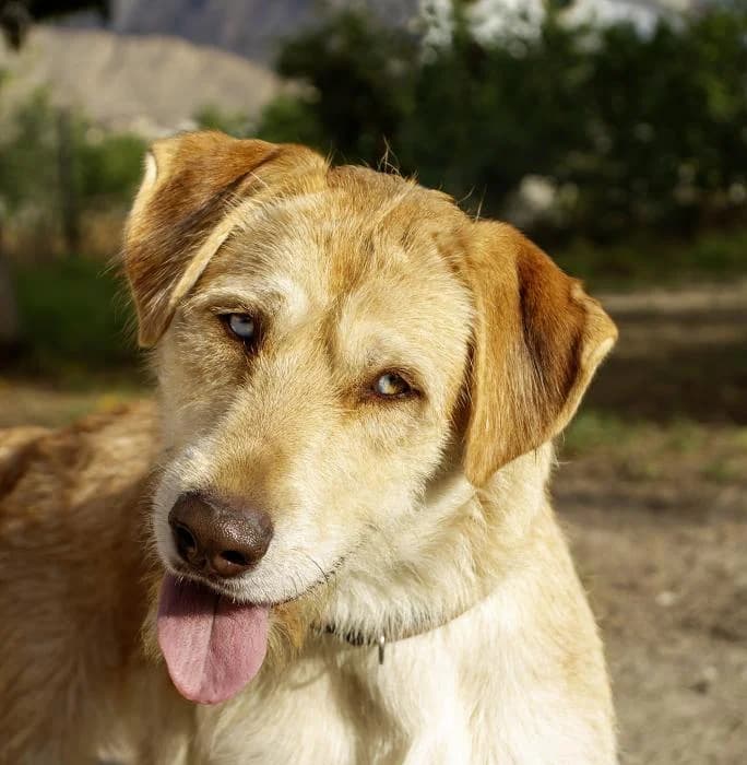 Perdig�n, male young Mixed Breed for adoption at Protectora Oriolana