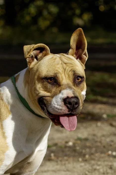 Ant�rtida, female young Mixed Breed for adoption at Protectora Oriolana