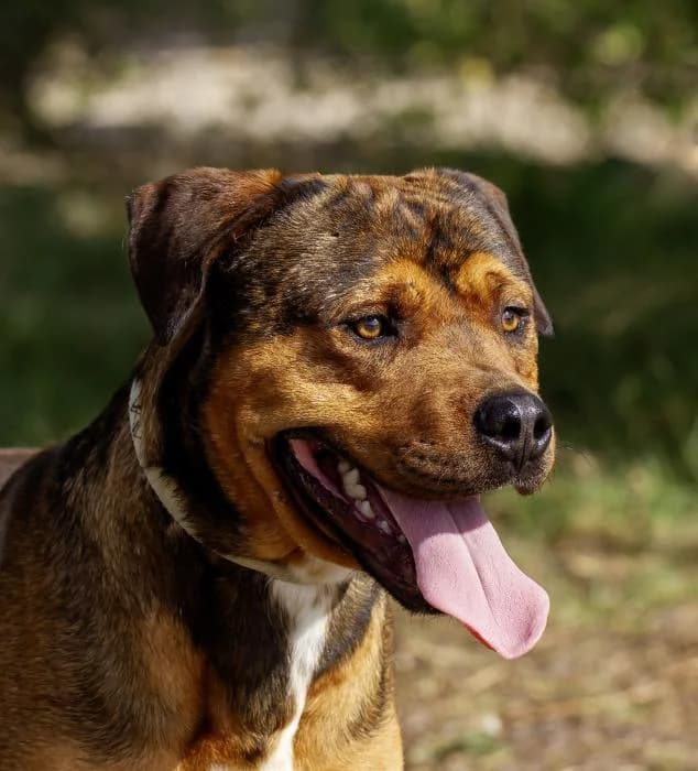 Garcia, male young Mixed Breed for adoption at Protectora Oriolana