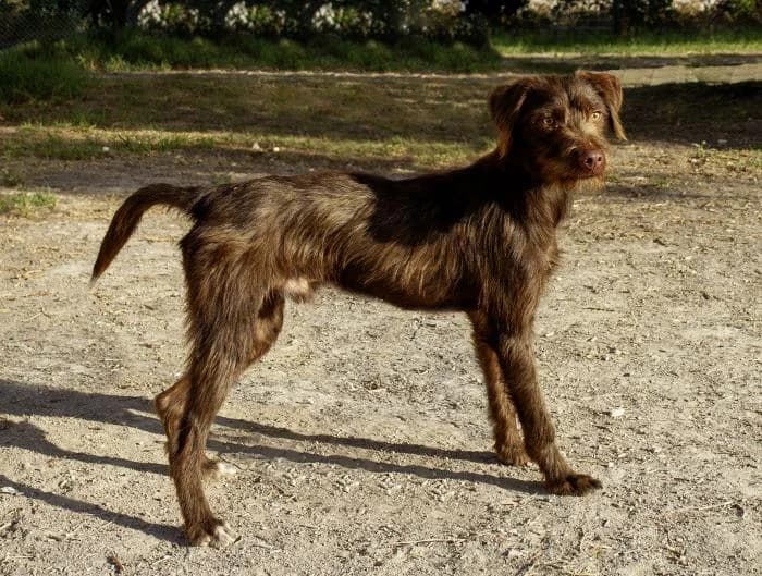 Tinto, male young Mixed Breed for adoption at Protectora Oriolana