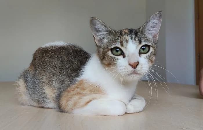 Nela, female young mixed breed for adoption at Protectora Oriolana