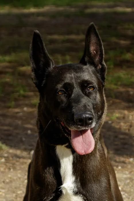 Arania, female 7yo Belgian Malinois for adoption at Protectora Oriolana
