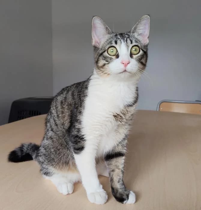 Mota, female young mixed breed for adoption at Protectora Oriolana