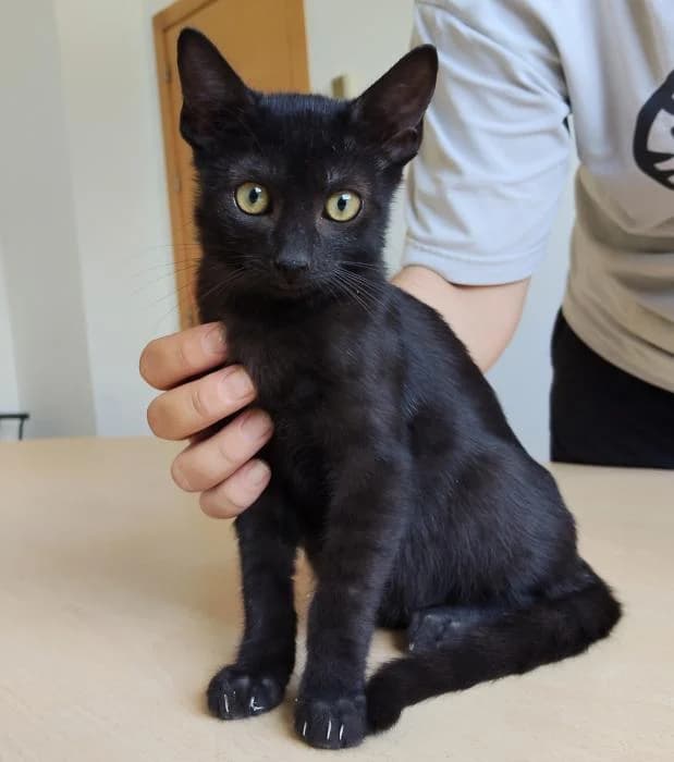 Nesquik, male young mixed breed for adoption at Protectora Oriolana