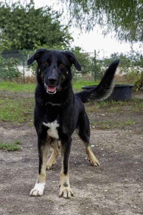 Peque, male 3yo Mixed Breed for adoption at Protectora Oriolana