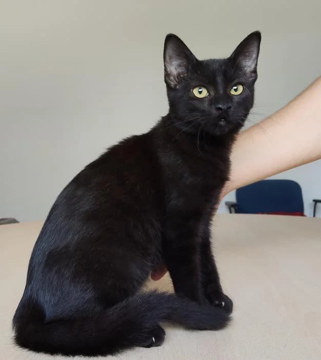 Nestl�, male young European Shorthair for adoption at Protectora Oriolana