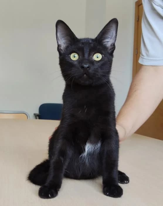 Dulce, female young European Shorthair for adoption at Protectora Oriolana