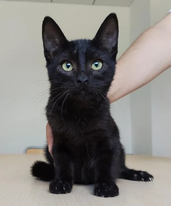 Chocapic, male young European Shorthair for adoption at Protectora Oriolana