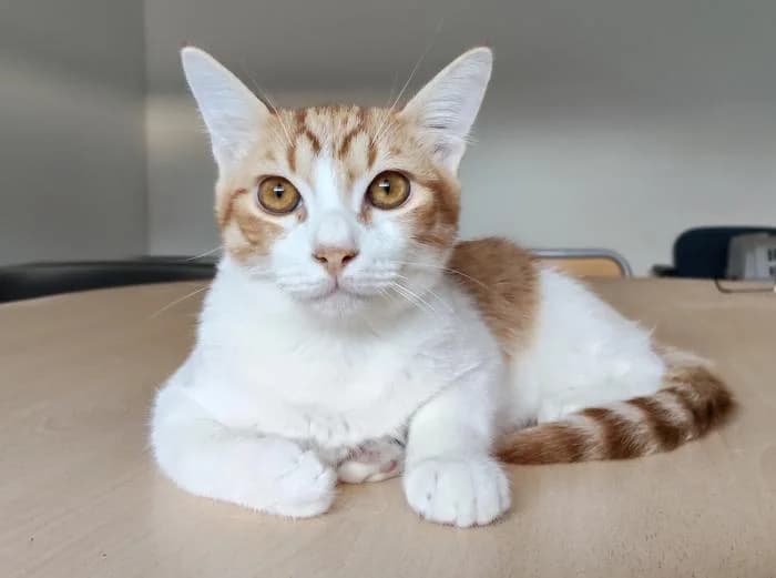 Gatino, male young European Shorthair for adoption at Protectora Oriolana