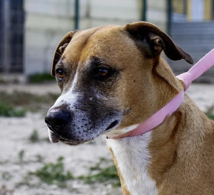 Simba, male 5yo American Staffordshire Terrier for adoption at Protectora Oriolana