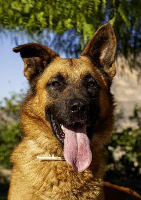 Bombo, male 3yo German Shepherd for adoption at Protectora Oriolana