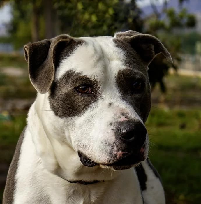 Duque, male 5yo American Staffordshire Terrier for adoption at Protectora Oriolana