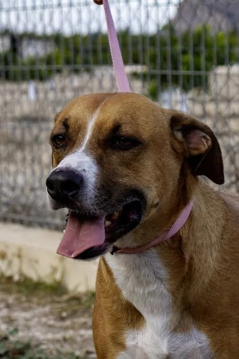 Kiko, male 5yo Pit Bull Terrier for adoption at Protectora Oriolana