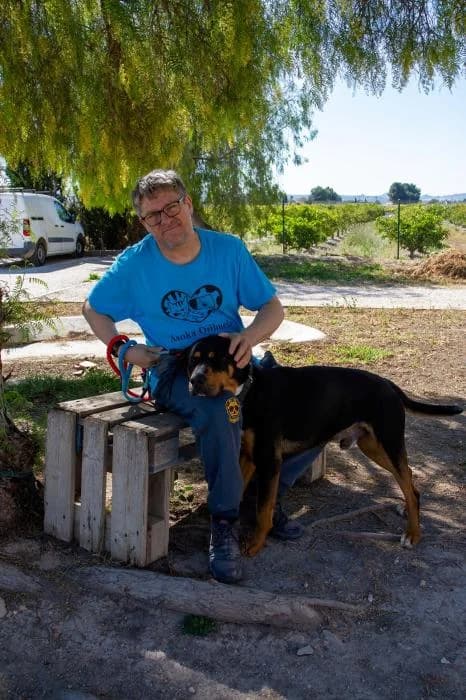 Brad, male young Mixed Breed for adoption at Protectora Oriolana
