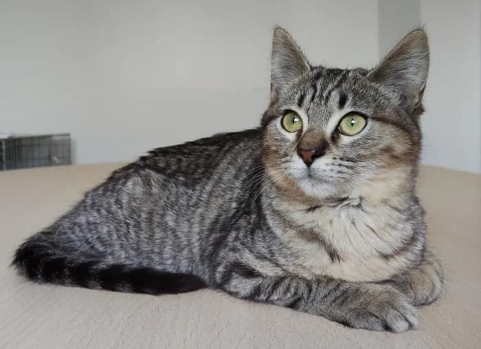 Pulguita, female puppy European Shorthair for adoption at Protectora Oriolana