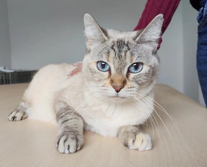 Duna, female 3yo Siamese for adoption at Protectora Oriolana