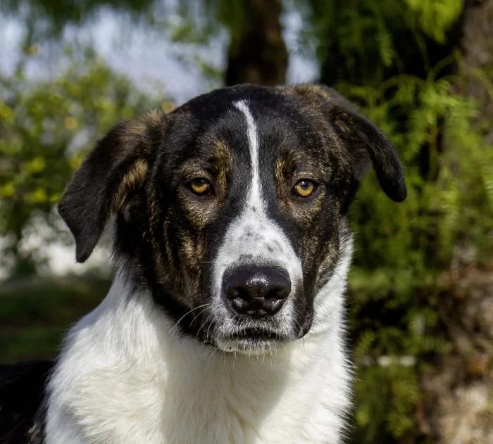 Robe, male young Mixed Breed for adoption at Protectora Oriolana
