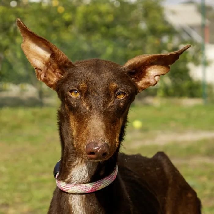Pinda, female young Podenco for adoption at Protectora Oriolana