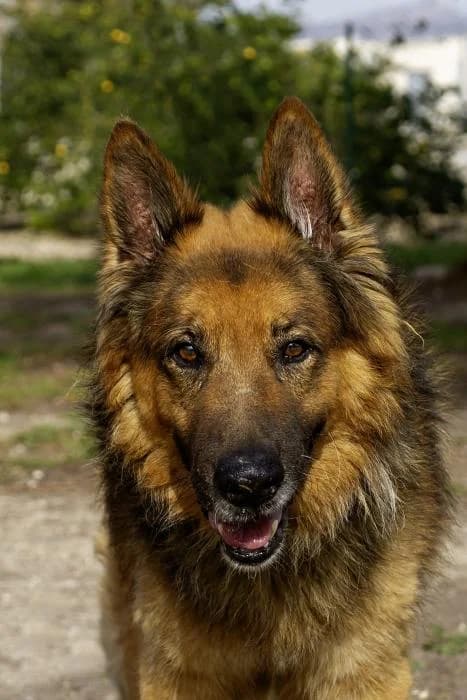 Yayo, male senior German Shepherd for adoption at Protectora Oriolana