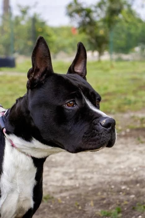 Gorka, male young Pit Bull Terrier for adoption at Protectora Oriolana