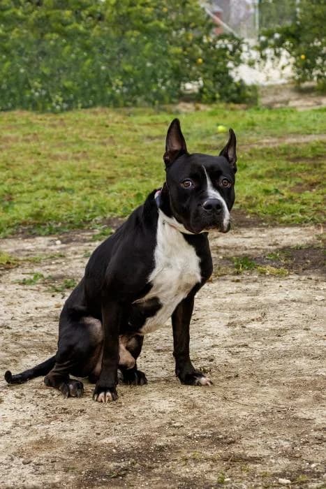 Gorka, male young Pit Bull Terrier for adoption at Protectora Oriolana