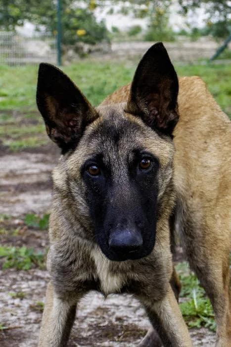 VIN, female young Belgian Malinois for adoption at Protectora Oriolana