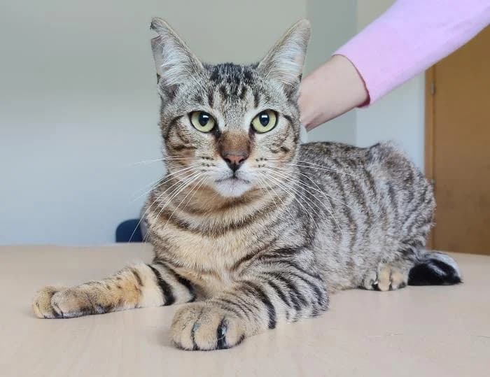 Linden, male young European Shorthair for adoption at Protectora Oriolana
