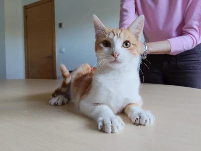 Valerian, male puppy European Shorthair for adoption at Protectora Oriolana