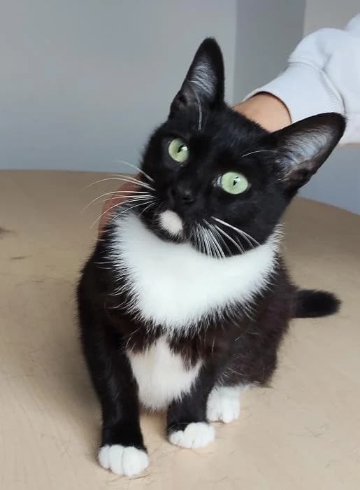 Calceta, female young Mixed Breed for adoption at Protectora Oriolana