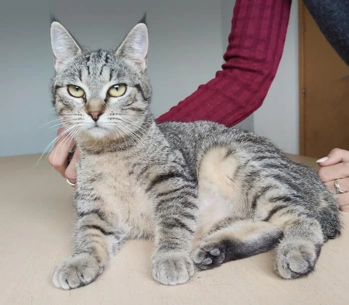 Juana, female young Mixed Breed for adoption at Protectora Oriolana
