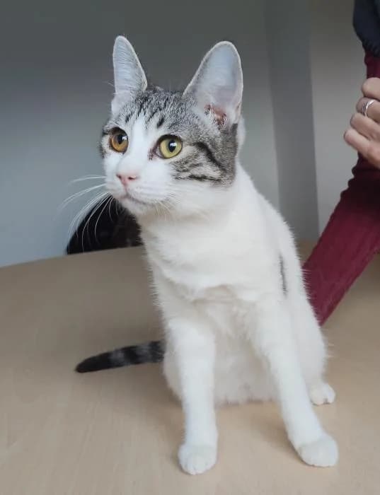 Peggy, female young Mixed Breed for adoption at Protectora Oriolana