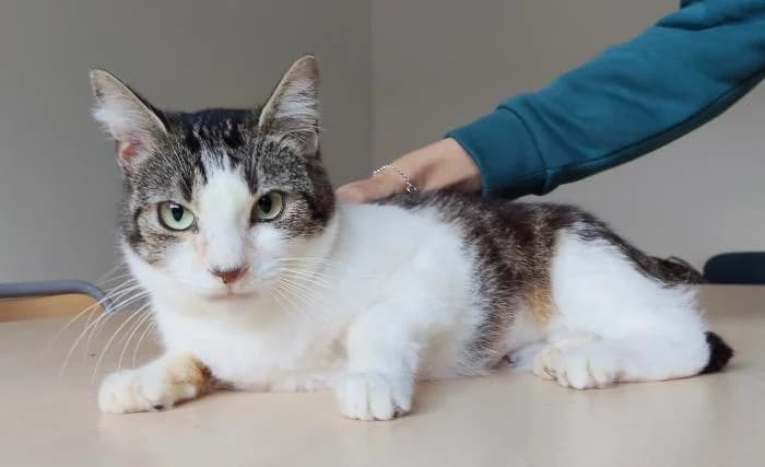 Edelweiss, female 3yo Mixed Breed for adoption at Protectora Oriolana