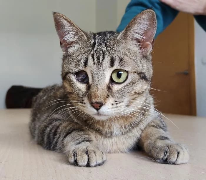 Juanita, female young European Shorthair for adoption at Protectora Oriolana