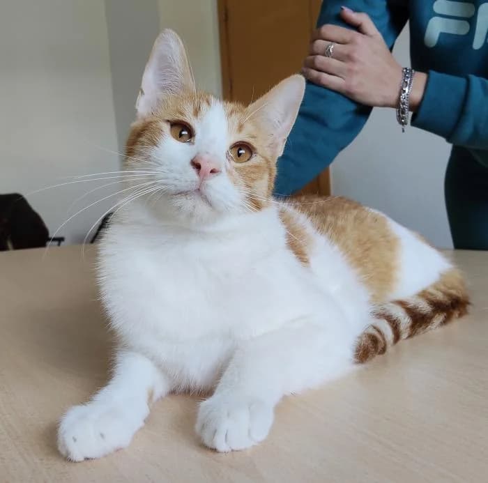 Mileno, male young European Shorthair for adoption at Protectora Oriolana