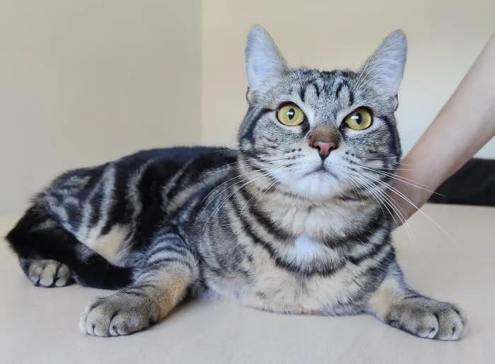 Cisco, male puppy European Shorthair for adoption at Protectora Oriolana