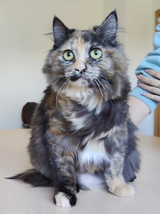 Pipa, female puppy Norwegian Forest Cat for adoption at Protectora Oriolana