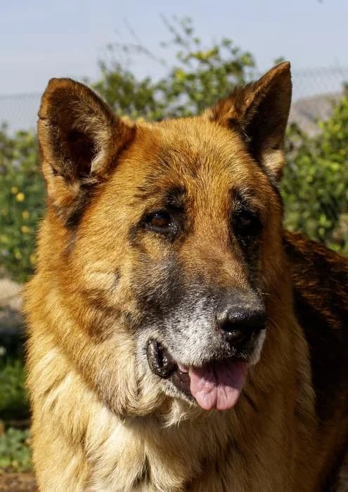 Noiro, male senior German Shepherd for adoption at Protectora Oriolana