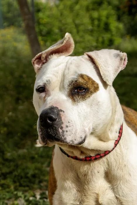 Marea, female senior American Staffordshire Terrier for adoption at Protectora Oriolana