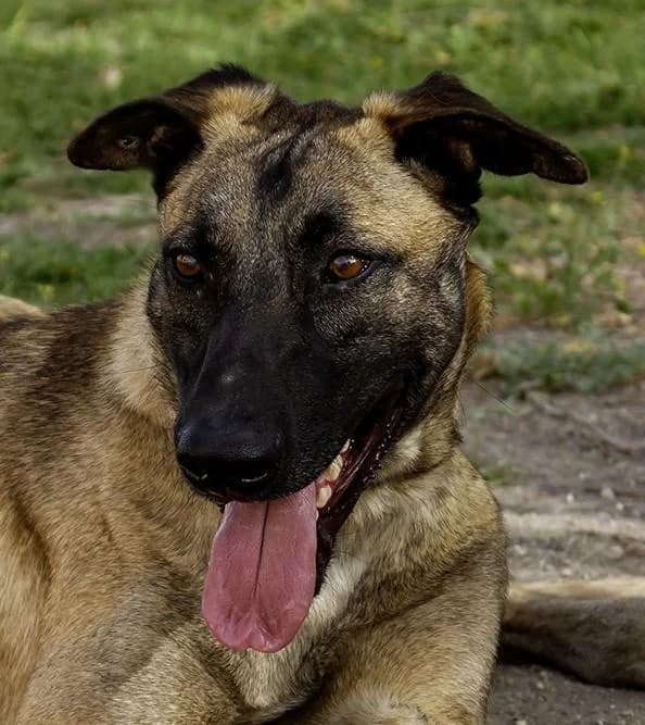 Carnaval, male young Belgian Malinois for adoption at Protectora Oriolana