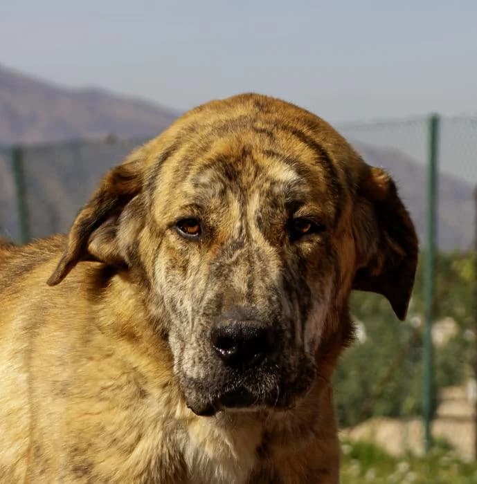 Reina, female 3yo mixed breed for adoption at Protectora Oriolana