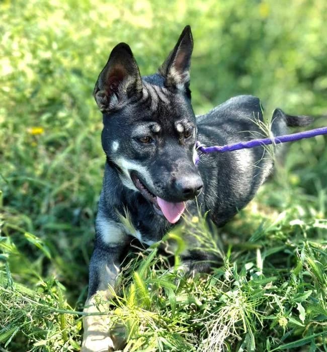 Spoeky, female young Mixed Breed for adoption at Protectora Oriolana