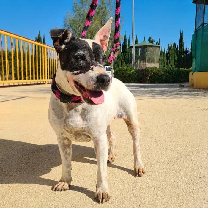 Conie, female senior Staffordshire Bull Terrier for adoption at Protectora Oriolana