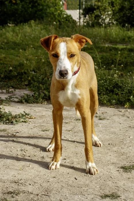 Orbita, female young Mixed Breed for adoption at Protectora Oriolana