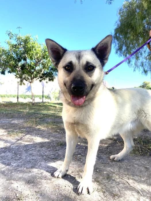 Lila, Mixed Breed (Protectora Oriolana)