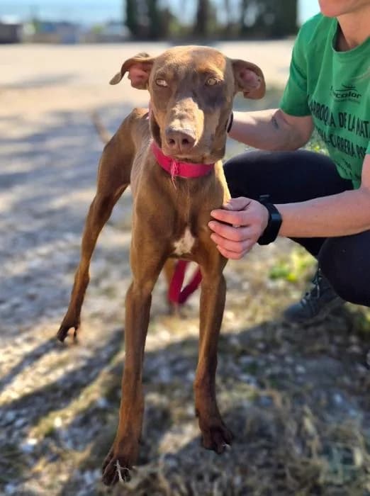 Perales, male puppy Podenco for adoption at Protectora Oriolana